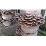 Casa si Gradina - Gradinarit si plante - Plante si ghivece - Bulbi, seminte si rasaduri - MIceliu pentru Pleurotus, pe baza de rumegus - Infinity.ro