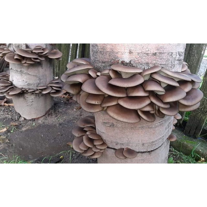 Casa si Gradina - Gradinarit si plante - Plante si ghivece - Bulbi, seminte si rasaduri - MIceliu pentru Pleurotus, pe baza de rumegus - Infinity.ro