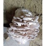 Casa si Gradina - Gradinarit si plante - Plante si ghivece - Bulbi, seminte si rasaduri - Saculeti gata pregitiți, inoculați cu Miceliu Pleurotus (Burete) - Infinity.ro