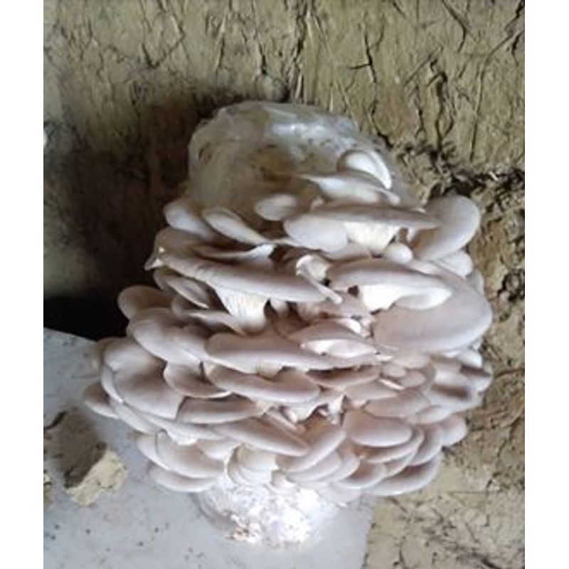 Casa si Gradina - Gradinarit si plante - Plante si ghivece - Bulbi, seminte si rasaduri - Saculeti gata pregitiți, inoculați cu Miceliu Pleurotus (Burete) - Infinity.ro