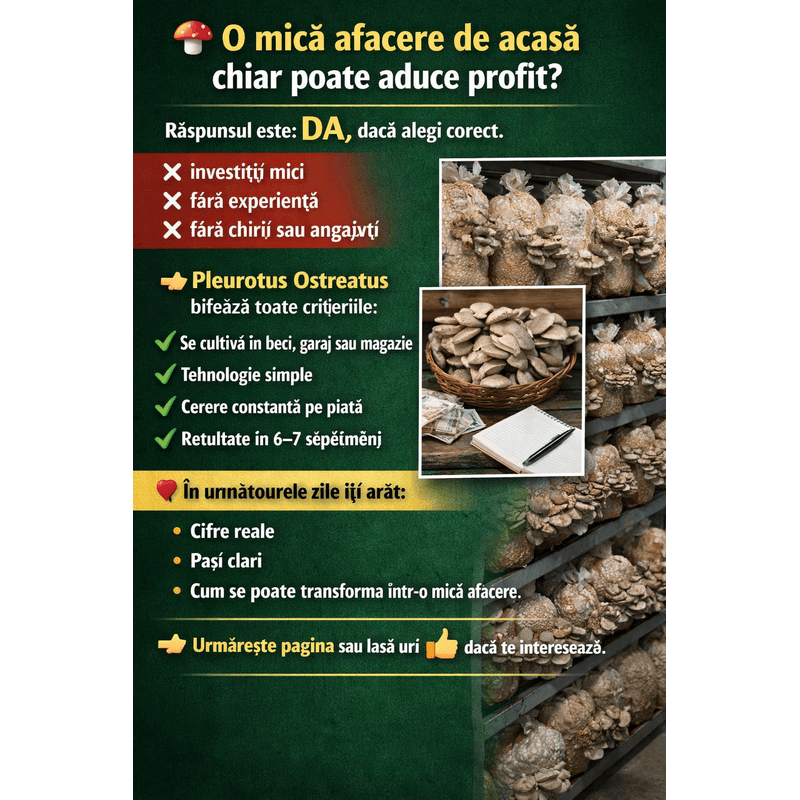 Casa si Gradina - Gradinarit si plante - Plante si ghivece - Bulbi, seminte si rasaduri - Mică afacere de acasă – Pleurotus Ostreatus (Ghid complet) - Infinity.ro