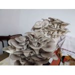 Casa si Gradina - Gradinarit si plante - Plante si ghivece - Bulbi, seminte si rasaduri - Saculeti gata pregitiți, inoculați cu Miceliu Pleurotus (Burete) - Infinity.ro