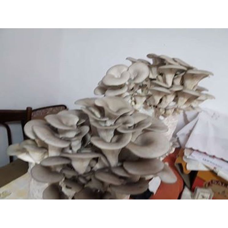 Casa si Gradina - Gradinarit si plante - Plante si ghivece - Bulbi, seminte si rasaduri - Saculeti gata pregitiți, inoculați cu Miceliu Pleurotus (Burete) - Infinity.ro