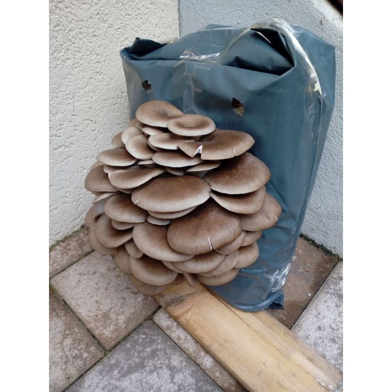 Casa si Gradina - Gradinarit si plante - Plante si ghivece - Bulbi, seminte si rasaduri - MIceliu pentru Pleurotus, pe baza de rumegus - Infinity.ro