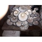 Casa si Gradina - Gradinarit si plante - Plante si ghivece - Bulbi, seminte si rasaduri - Saculeti gata pregitiți, inoculați cu Miceliu Pleurotus (Burete) - Infinity.ro