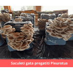 Casa si Gradina - Gradinarit si plante - Plante si ghivece - Bulbi, seminte si rasaduri - MIceliu pentru Pleurotus, pe baza de rumegus - Infinity.ro