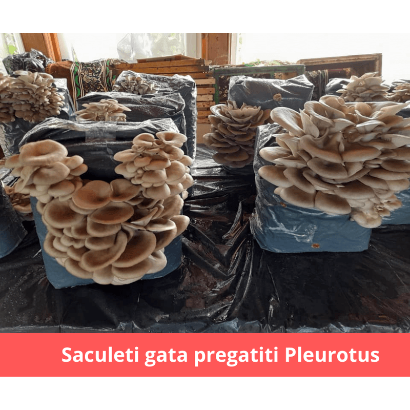 Casa si Gradina - Gradinarit si plante - Plante si ghivece - Bulbi, seminte si rasaduri - MIceliu pentru Pleurotus, pe baza de rumegus - Infinity.ro