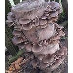 Casa si Gradina - Gradinarit si plante - Plante si ghivece - Bulbi, seminte si rasaduri - Miceliu pentru Pleurotus Italspawn - Infinity.ro