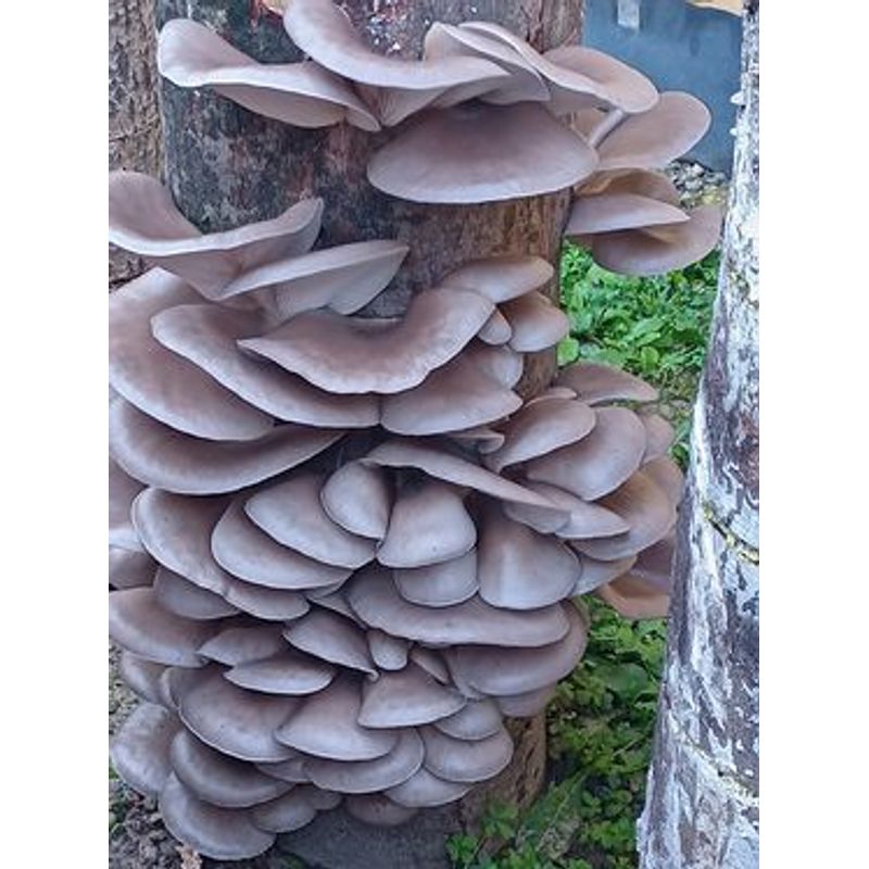 Casa si Gradina - Gradinarit si plante - Plante si ghivece - Bulbi, seminte si rasaduri - Set: 2 pungi x 10 litri ( Miceliu Pleurotus + Higrometru & Termometru + Ghid de Cultivare - Infinity.ro