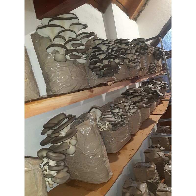 Casa si Gradina - Gradinarit si plante - Plante si ghivece - Bulbi, seminte si rasaduri - PACHET OFERTA COMPLET – Cultivare Ciuperci Pleurotus - Infinity.ro