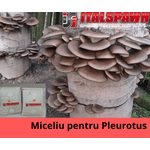 Casa si Gradina - Gradinarit si plante - Plante si ghivece - Bulbi, seminte si rasaduri - Set: 2 pungi x 10 litri ( Miceliu Pleurotus + Higrometru & Termometru + Ghid de Cultivare - Infinity.ro