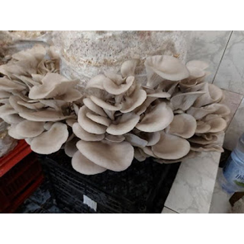 Casa si Gradina - Gradinarit si plante - Plante si ghivece - Bulbi, seminte si rasaduri - Set 5 Saculeti pregatiti Pleurotus + termometru igrometru LCD - Infinity.ro