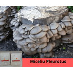 Casa si Gradina - Gradinarit si plante - Plante si ghivece - Bulbi, seminte si rasaduri - Set: 2 pungi x 10 litri ( Miceliu Pleurotus + Higrometru & Termometru + Ghid de Cultivare - Infinity.ro