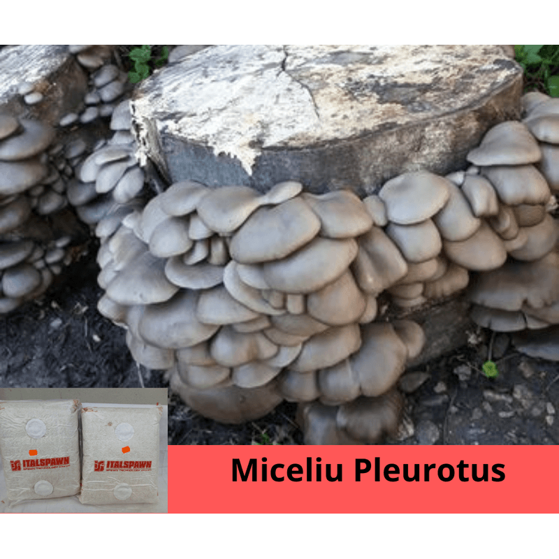 Casa si Gradina - Gradinarit si plante - Plante si ghivece - Bulbi, seminte si rasaduri - Set: 2 pungi x 10 litri ( Miceliu Pleurotus + Higrometru & Termometru + Ghid de Cultivare - Infinity.ro