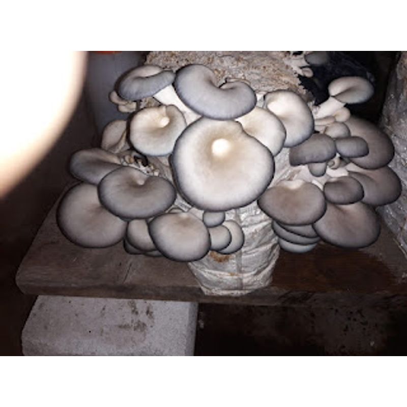 Casa si Gradina - Gradinarit si plante - Plante si ghivece - Bulbi, seminte si rasaduri - Set 5 Saculeti pregatiti Pleurotus + termometru igrometru LCD - Infinity.ro