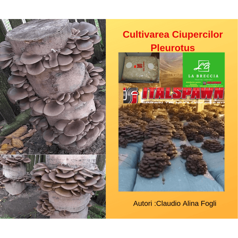 Casa si Gradina - Gradinarit si plante - Plante si ghivece - Bulbi, seminte si rasaduri - PACHET OFERTA COMPLET – Cultivare Ciuperci Pleurotus - Infinity.ro