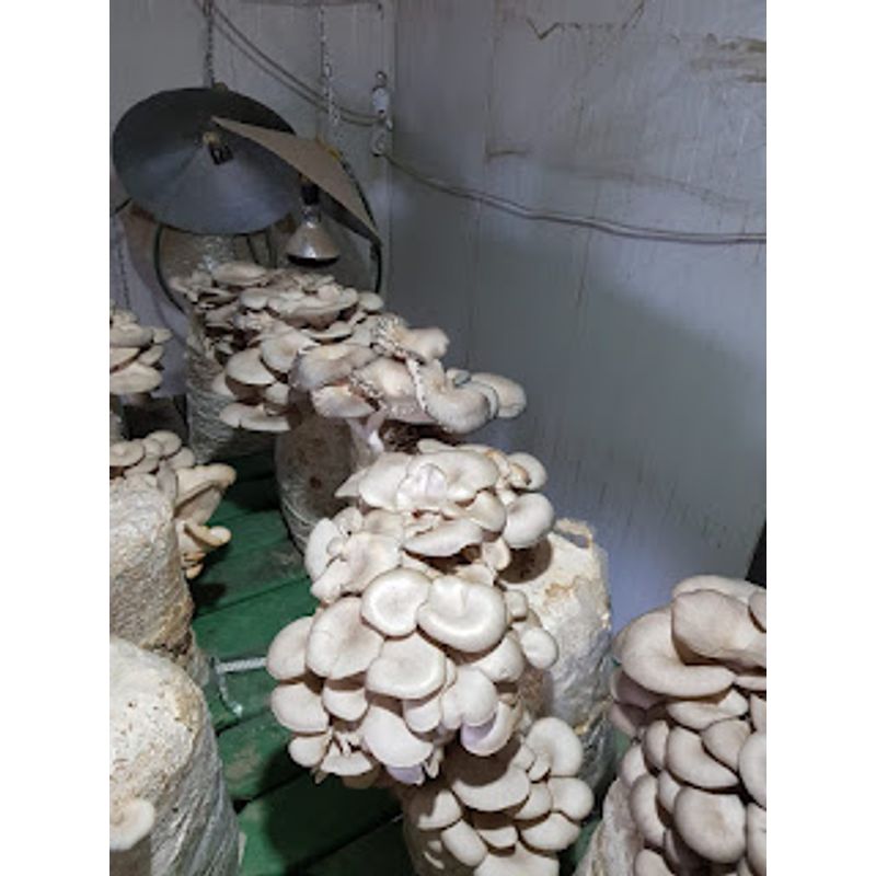 Casa si Gradina - Gradinarit si plante - Plante si ghivece - Bulbi, seminte si rasaduri - Set 5 Saculeti pregatiti Pleurotus + termometru igrometru LCD - Infinity.ro