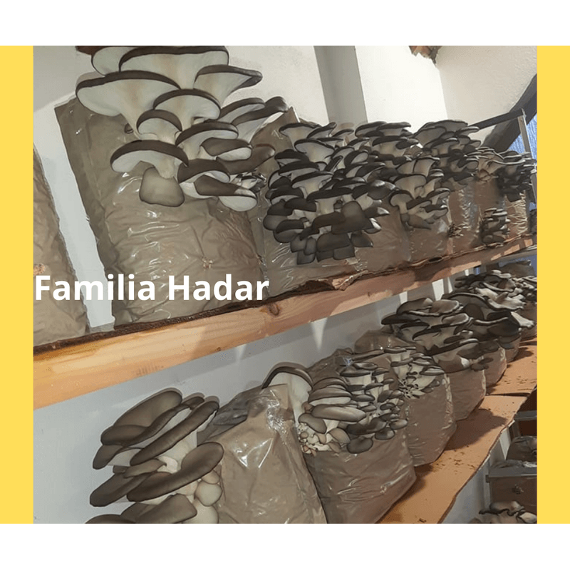 Casa si Gradina - Gradinarit si plante - Plante si ghivece - Bulbi, seminte si rasaduri - Set: 2 pungi x 10 litri ( Miceliu Pleurotus + Higrometru & Termometru + Ghid de Cultivare - Infinity.ro