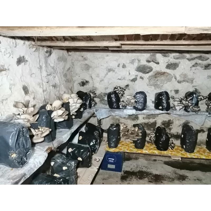 Casa si Gradina - Gradinarit si plante - Plante si ghivece - Bulbi, seminte si rasaduri - Set: 2 pungi x 10 litri ( Miceliu Pleurotus + Higrometru & Termometru + Ghid de Cultivare - Infinity.ro