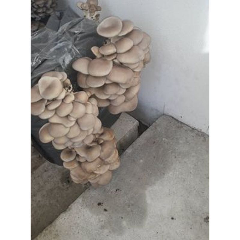 Casa si Gradina - Gradinarit si plante - Plante si ghivece - Bulbi, seminte si rasaduri - Set 5 Saculeti pregatiti Pleurotus + termometru igrometru LCD - Infinity.ro