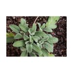 Casa si Gradina - Gradinarit si plante - Plante si ghivece - Plante in ghiveci - Planta medicinala, Salvia Officinalis,  ghiveci 10cm - Infinity.ro