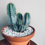 Casa si Gradina - Gradinarit si plante - Plante si ghivece - Plante in ghiveci - Cactus Pilosocereus, H 25cm - Infinity.ro