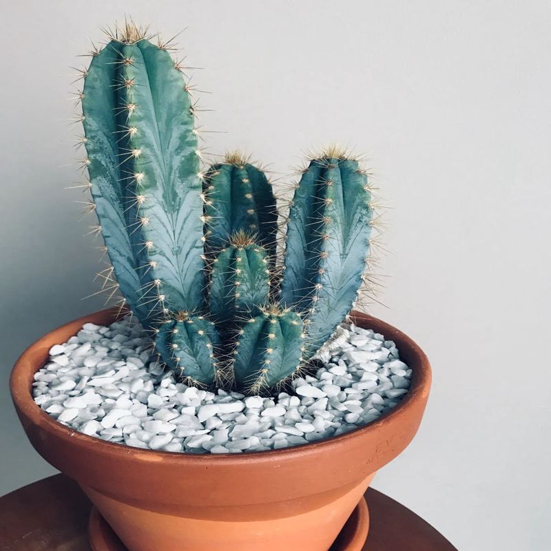 Casa si Gradina - Gradinarit si plante - Plante si ghivece - Plante in ghiveci - Cactus Pilosocereus, H 25cm - Infinity.ro