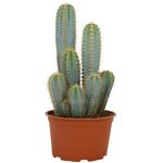 Casa si Gradina - Gradinarit si plante - Plante si ghivece - Plante in ghiveci - Cactus Pilosocereus, H 25cm - Infinity.ro