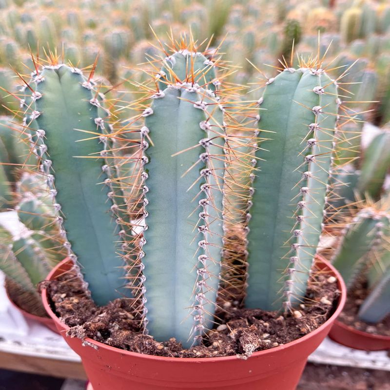 Casa si Gradina - Gradinarit si plante - Plante si ghivece - Plante in ghiveci - Cactus Pilosocereus, H 25cm - Infinity.ro
