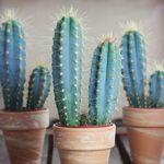 Casa si Gradina - Gradinarit si plante - Plante si ghivece - Plante in ghiveci - Cactus Pilosocereus, H 25cm - Infinity.ro