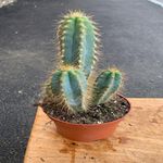 Casa si Gradina - Gradinarit si plante - Plante si ghivece - Plante in ghiveci - Cactus Pilosocereus, H 25cm - Infinity.ro