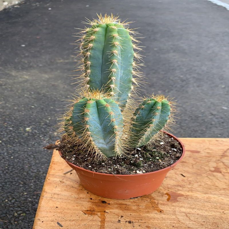 Casa si Gradina - Gradinarit si plante - Plante si ghivece - Plante in ghiveci - Cactus Pilosocereus, H 25cm - Infinity.ro