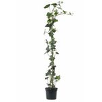 Casa si Gradina - Gradinarit si plante - Plante si ghivece - Plante in ghiveci - Hedera Helix, iedera H 90 cm - Infinity.ro