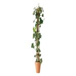 Casa si Gradina - Gradinarit si plante - Plante si ghivece - Plante in ghiveci - Hedera Helix, iedera H 90 cm - Infinity.ro