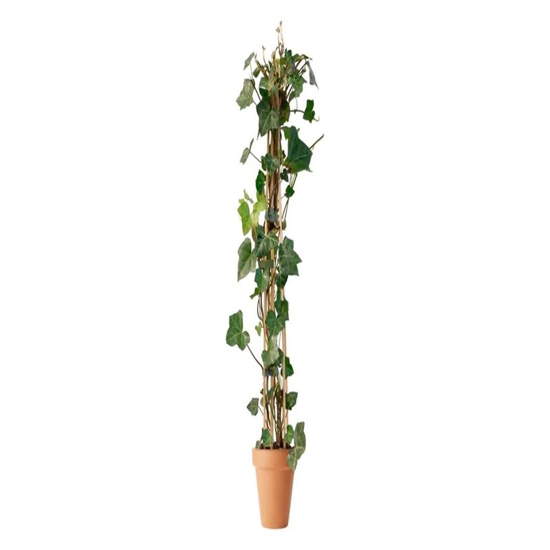 Casa si Gradina - Gradinarit si plante - Plante si ghivece - Plante in ghiveci - Hedera Helix, iedera H 90 cm - Infinity.ro