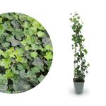 Casa si Gradina - Gradinarit si plante - Plante si ghivece - Plante in ghiveci - Hedera Helix, iedera H 90 cm - Infinity.ro
