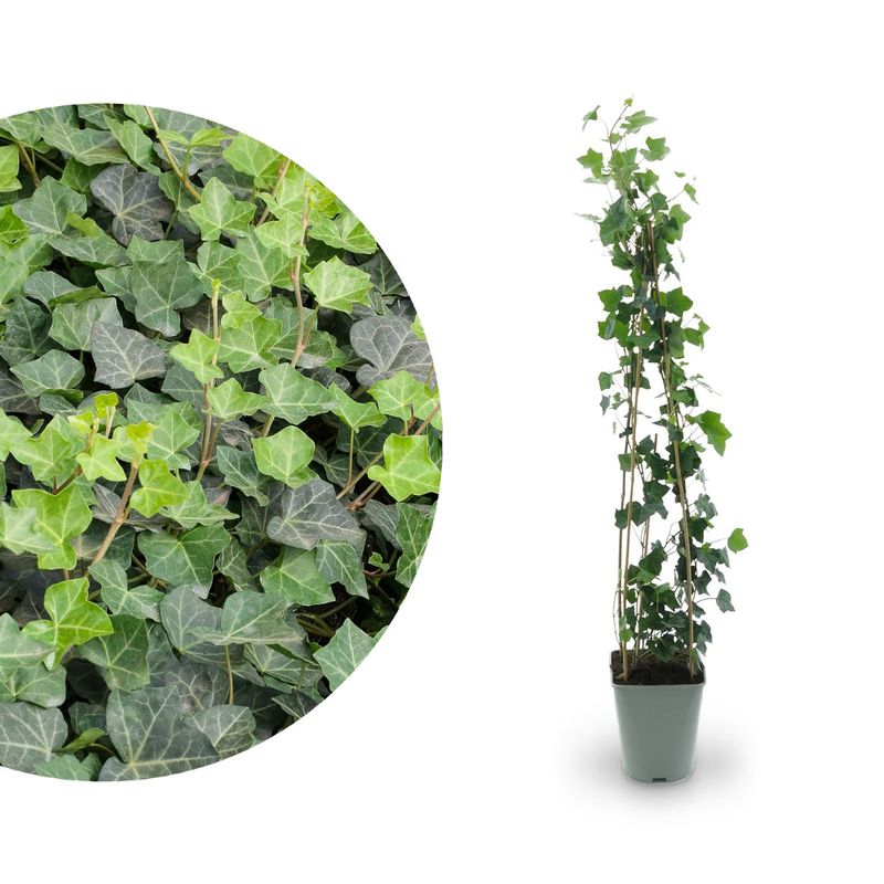 Casa si Gradina - Gradinarit si plante - Plante si ghivece - Plante in ghiveci - Hedera Helix, iedera H 90 cm - Infinity.ro
