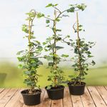 Casa si Gradina - Gradinarit si plante - Plante si ghivece - Plante in ghiveci - Hedera Helix, iedera H 90 cm - Infinity.ro