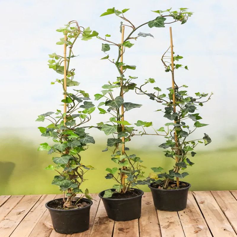 Casa si Gradina - Gradinarit si plante - Plante si ghivece - Plante in ghiveci - Hedera Helix, iedera H 90 cm - Infinity.ro