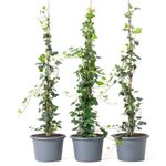 Casa si Gradina - Gradinarit si plante - Plante si ghivece - Plante in ghiveci - Hedera Helix, iedera H 90 cm - Infinity.ro
