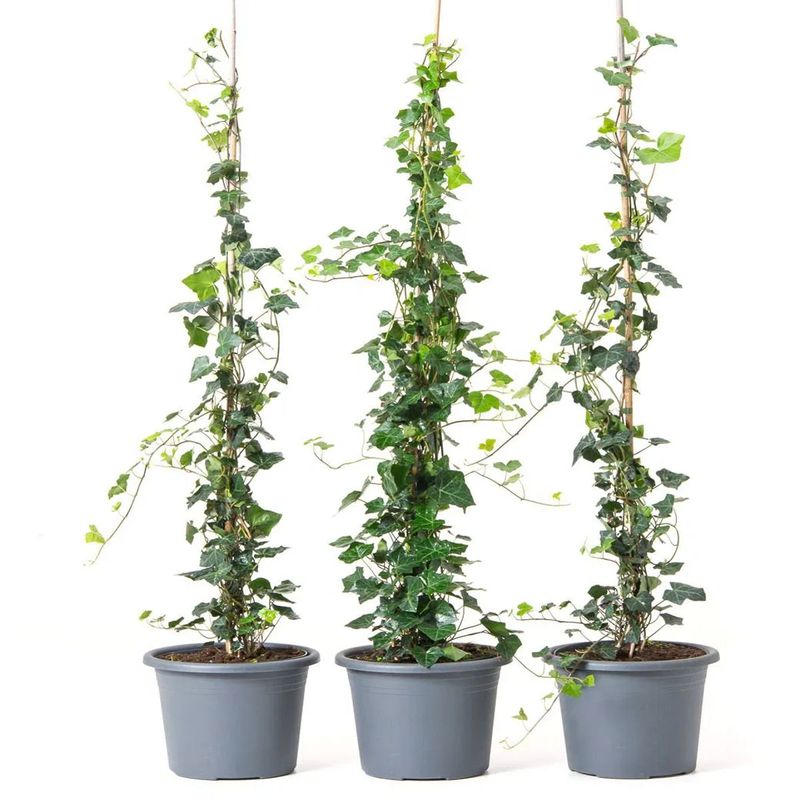 Casa si Gradina - Gradinarit si plante - Plante si ghivece - Plante in ghiveci - Hedera Helix, iedera H 90 cm - Infinity.ro