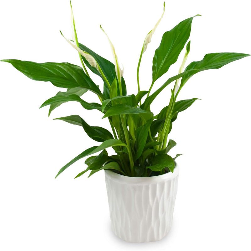 Casa si Gradina - Gradinarit si plante - Plante si ghivece - Plante in ghiveci - Crinul Pacii, Spathiphyllum natural,  H 35CM - Infinity.ro