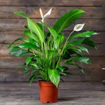 Casa si Gradina - Gradinarit si plante - Plante si ghivece - Plante in ghiveci - Crinul Pacii, Spathiphyllum natural,  H 35CM - Infinity.ro