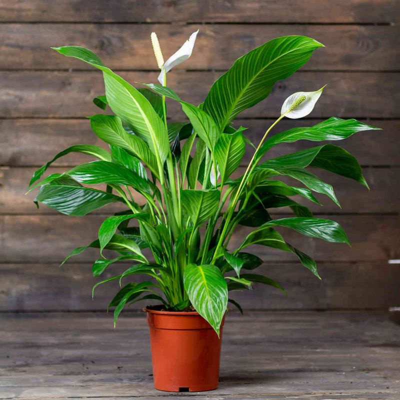 Casa si Gradina - Gradinarit si plante - Plante si ghivece - Plante in ghiveci - Crinul Pacii, Spathiphyllum natural,  H 35CM - Infinity.ro