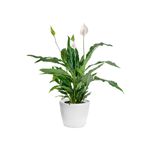 Casa si Gradina - Gradinarit si plante - Plante si ghivece - Plante in ghiveci - Crinul Pacii, Spathiphyllum natural,  H 35CM - Infinity.ro