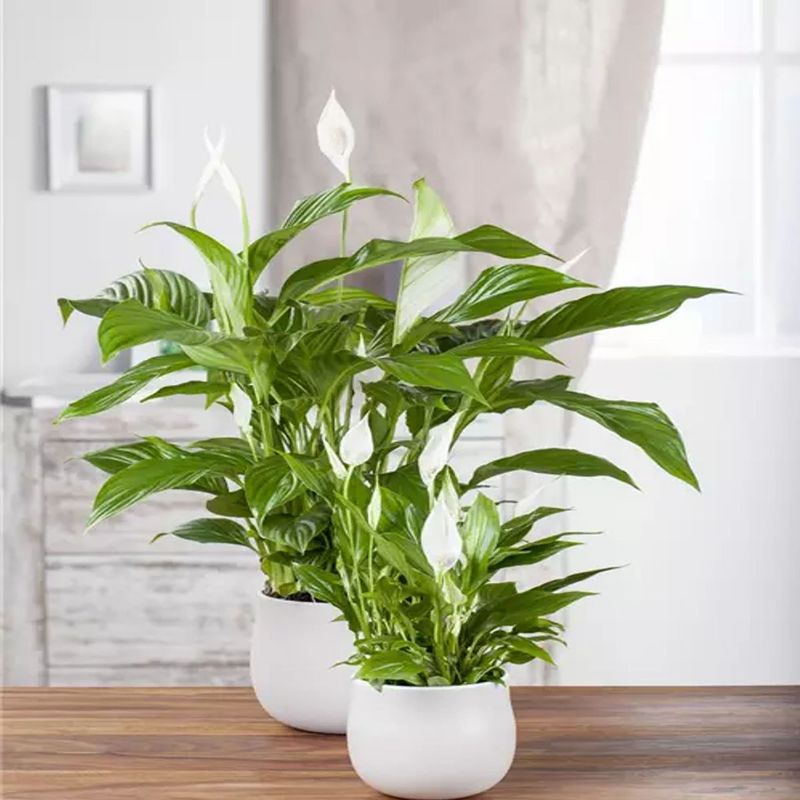 Casa si Gradina - Gradinarit si plante - Plante si ghivece - Plante in ghiveci - Crinul Pacii, Spathiphyllum natural,  H 35CM - Infinity.ro