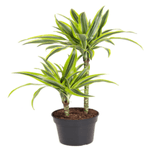 Casa si Gradina - Gradinarit si plante - Plante si ghivece - Plante in ghiveci - Trunchiul Fericirii, Dracaena Cintho, H 110cm - Infinity.ro