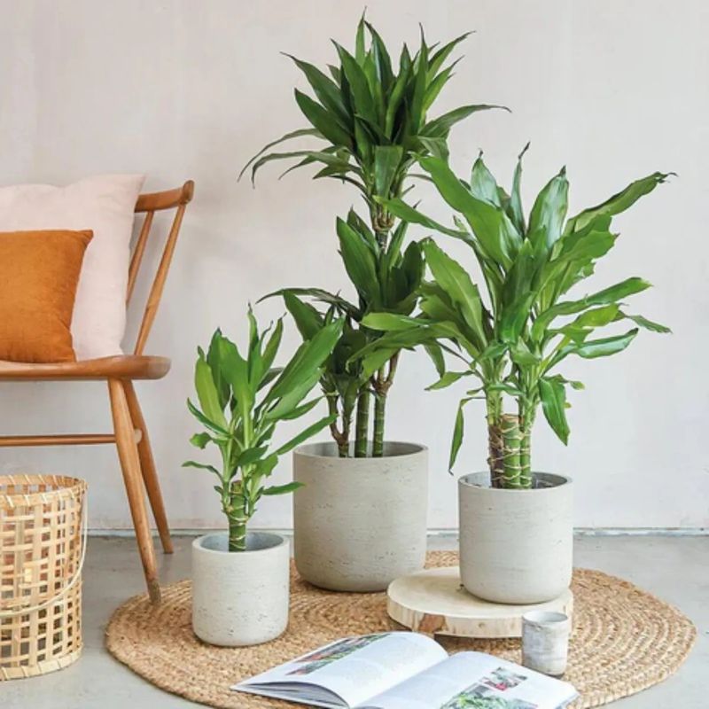 Casa si Gradina - Gradinarit si plante - Plante si ghivece - Plante in ghiveci - Trunchiul Fericirii, Dracaena Cintho, H 110cm - Infinity.ro