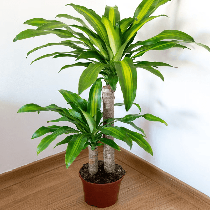 Casa si Gradina - Gradinarit si plante - Plante si ghivece - Plante in ghiveci - Trunchiul Fericirii, Dracaena Cintho, H 110cm - Infinity.ro