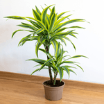 Casa si Gradina - Gradinarit si plante - Plante si ghivece - Plante in ghiveci - Trunchiul Fericirii, Dracaena Cintho, H 110cm - Infinity.ro
